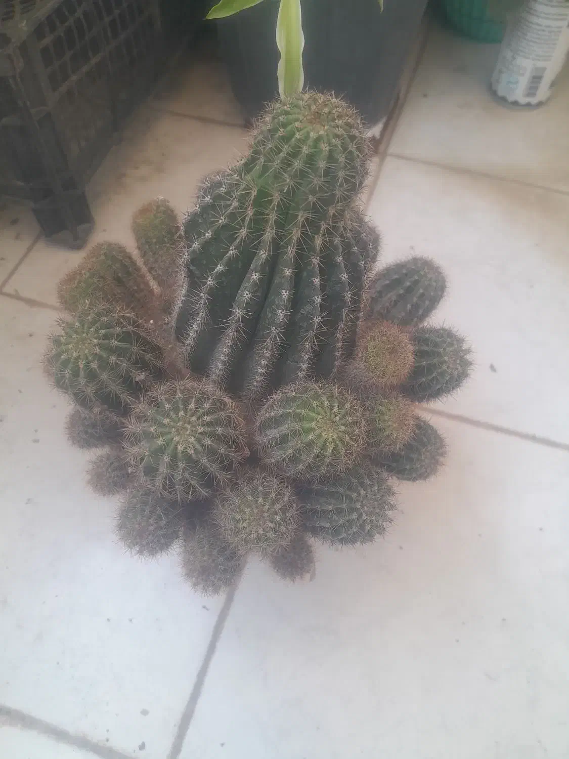 گل طبیعی.کاکتوس.حسن یوسف.قاشقی و.|گل و گیاه طبیعی|گلبهار, شهر جدید گلبهار|دیوار