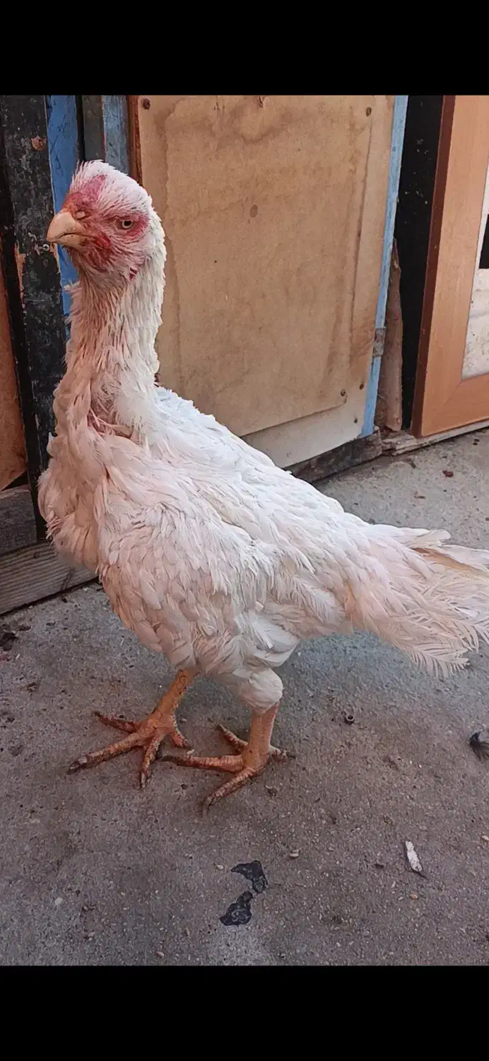 مرغ لاری افغان|حیوانات مزرعه|چهاربرج, |دیوار