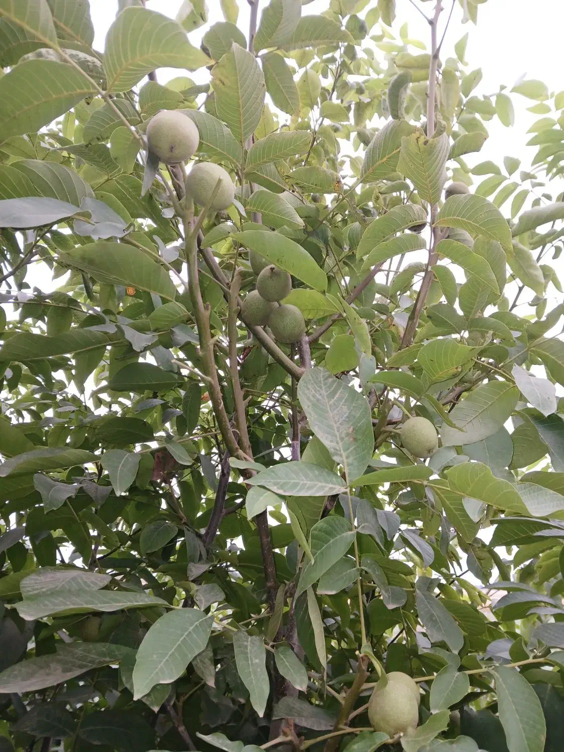 پیش فروش نهال گردو اسراییلی|گل و گیاه طبیعی|فاضل آباد, |دیوار