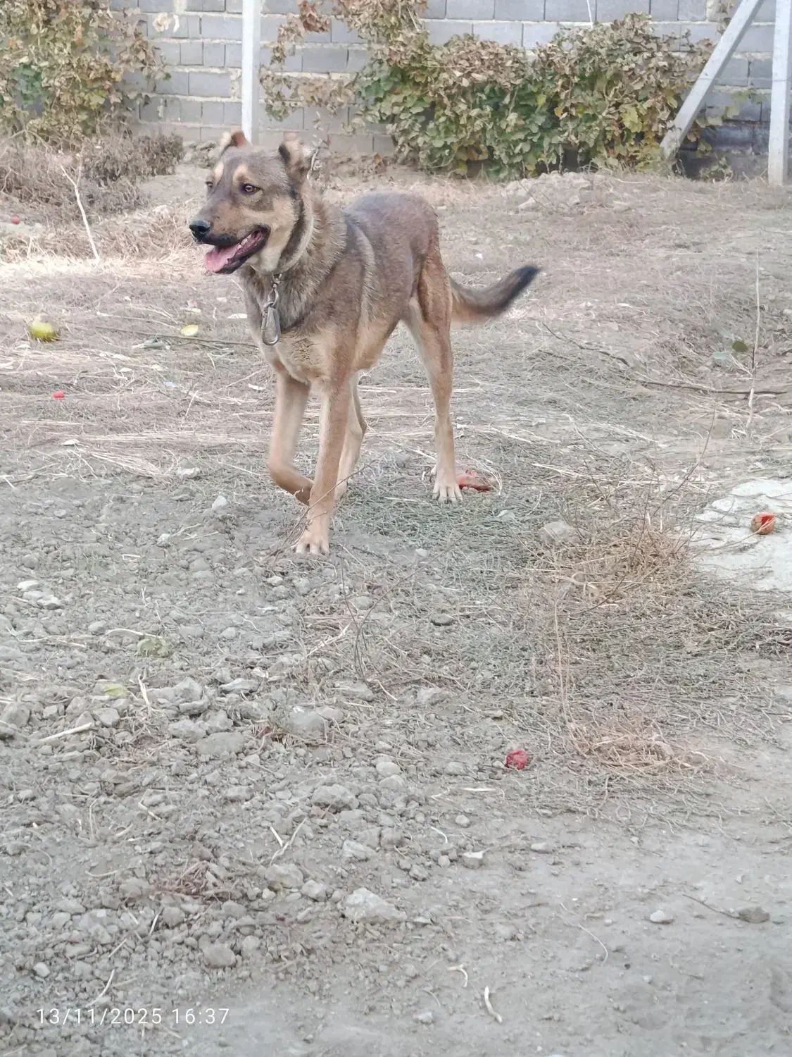 سگ باهوش|سگ|نوشین شهر, |دیوار