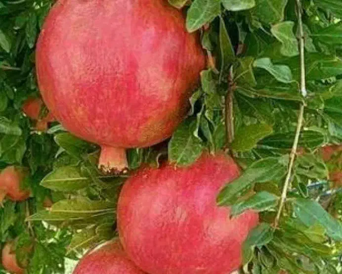 پیشفروش نهال انار ساوه|خدمات باغبانی و درختکاری|اصلاندوز, |دیوار