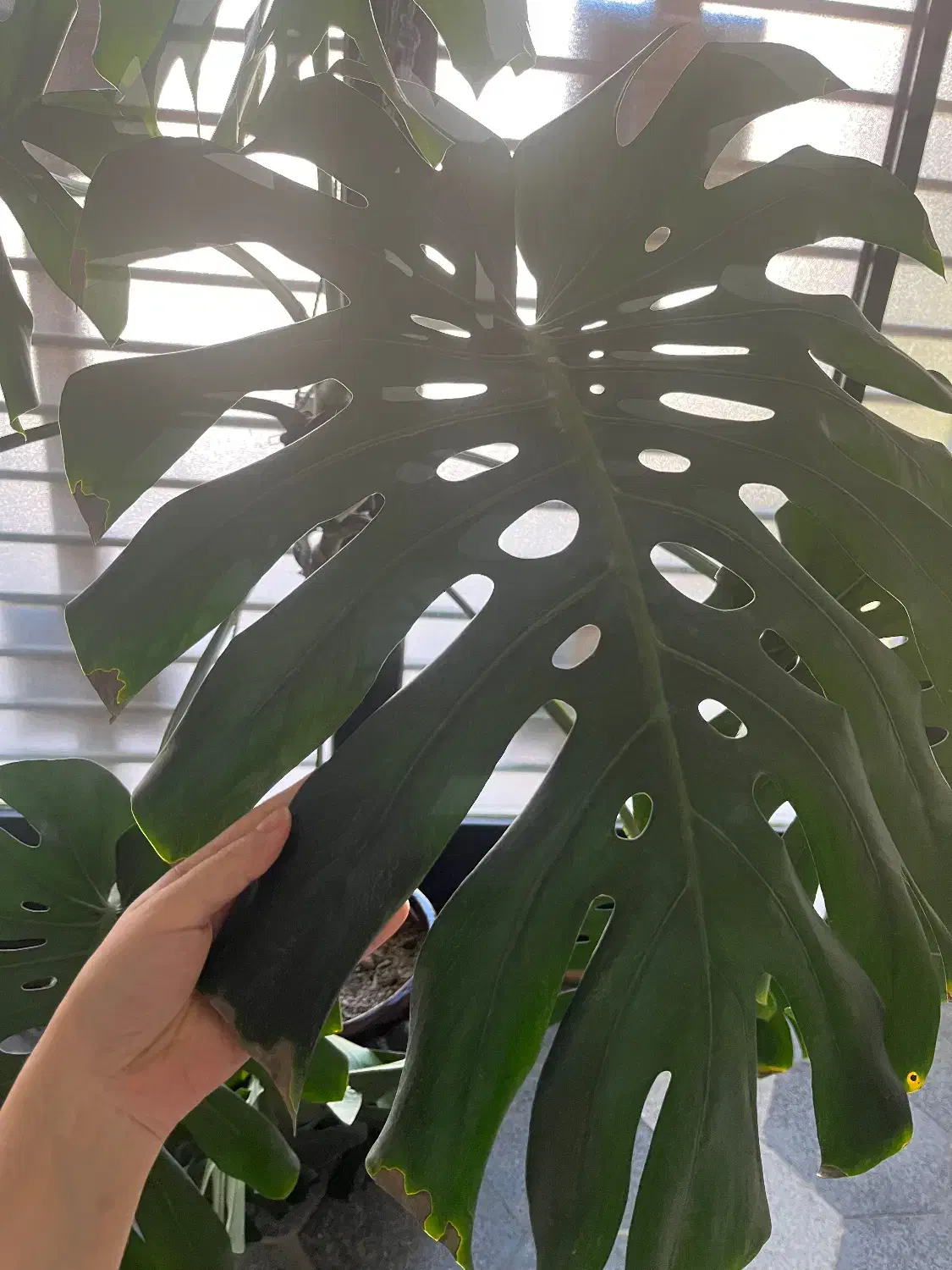 گل طبیعی|گل و گیاه طبیعی|سبزوار, توحیدشهر|دیوار