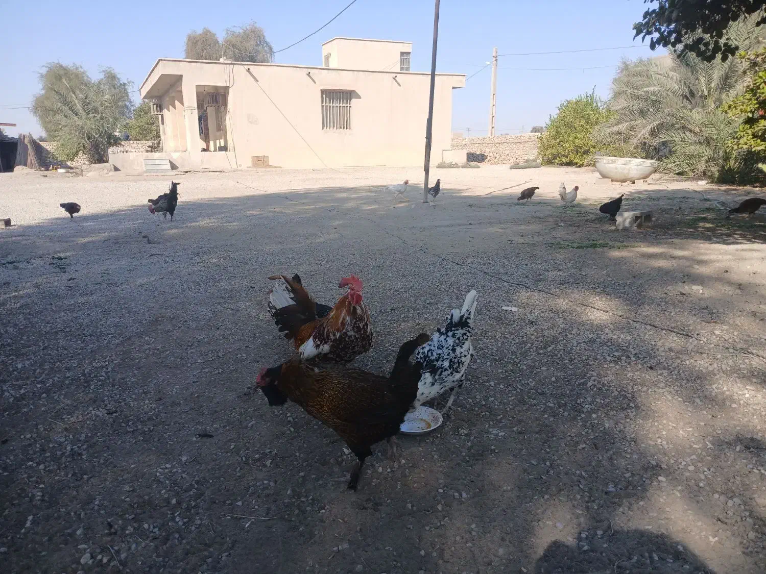 مرغ و خروس|حیوانات مزرعه|بندرعباس, |دیوار