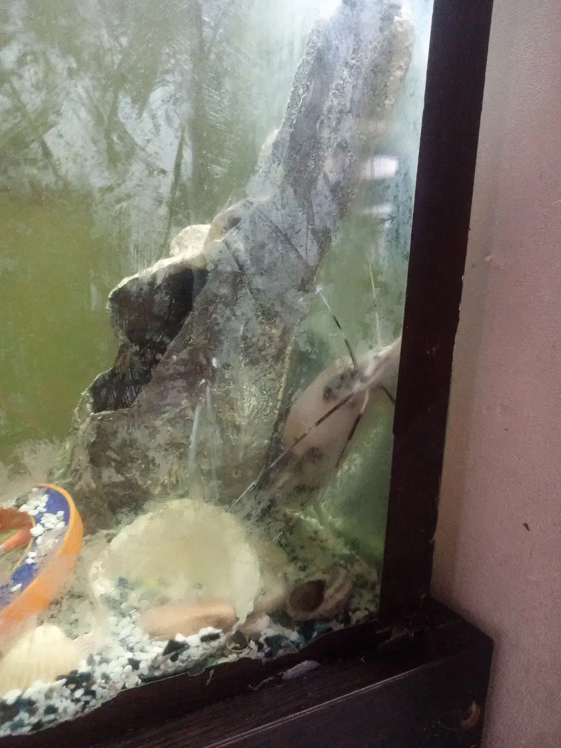 آکواریوم همراه ماهی|ماهی|تهران, حکیمیه|دیوار