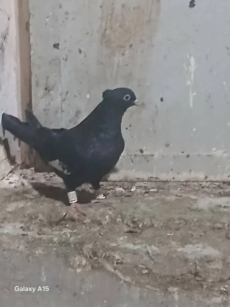 سرک|پرنده|شیراز, سیاه سنگ|دیوار