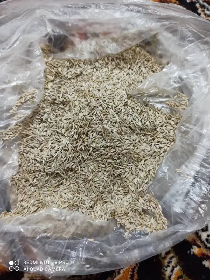 بذر کاهو|خوردنی و آشامیدنی|شیراز, گود خزینه|دیوار