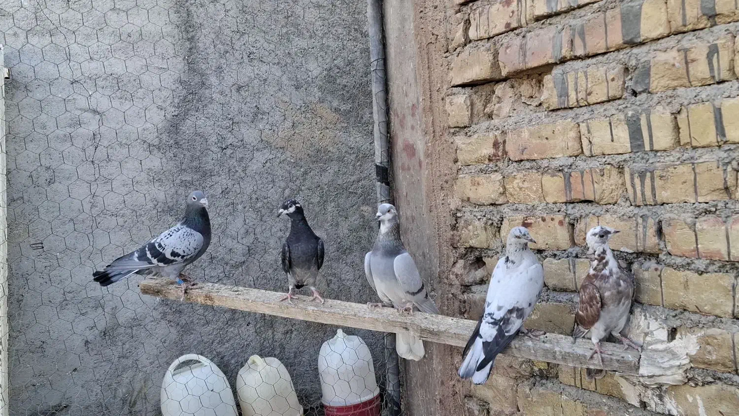 پلاکی و پرشی|پرنده|پیر بکران, |دیوار