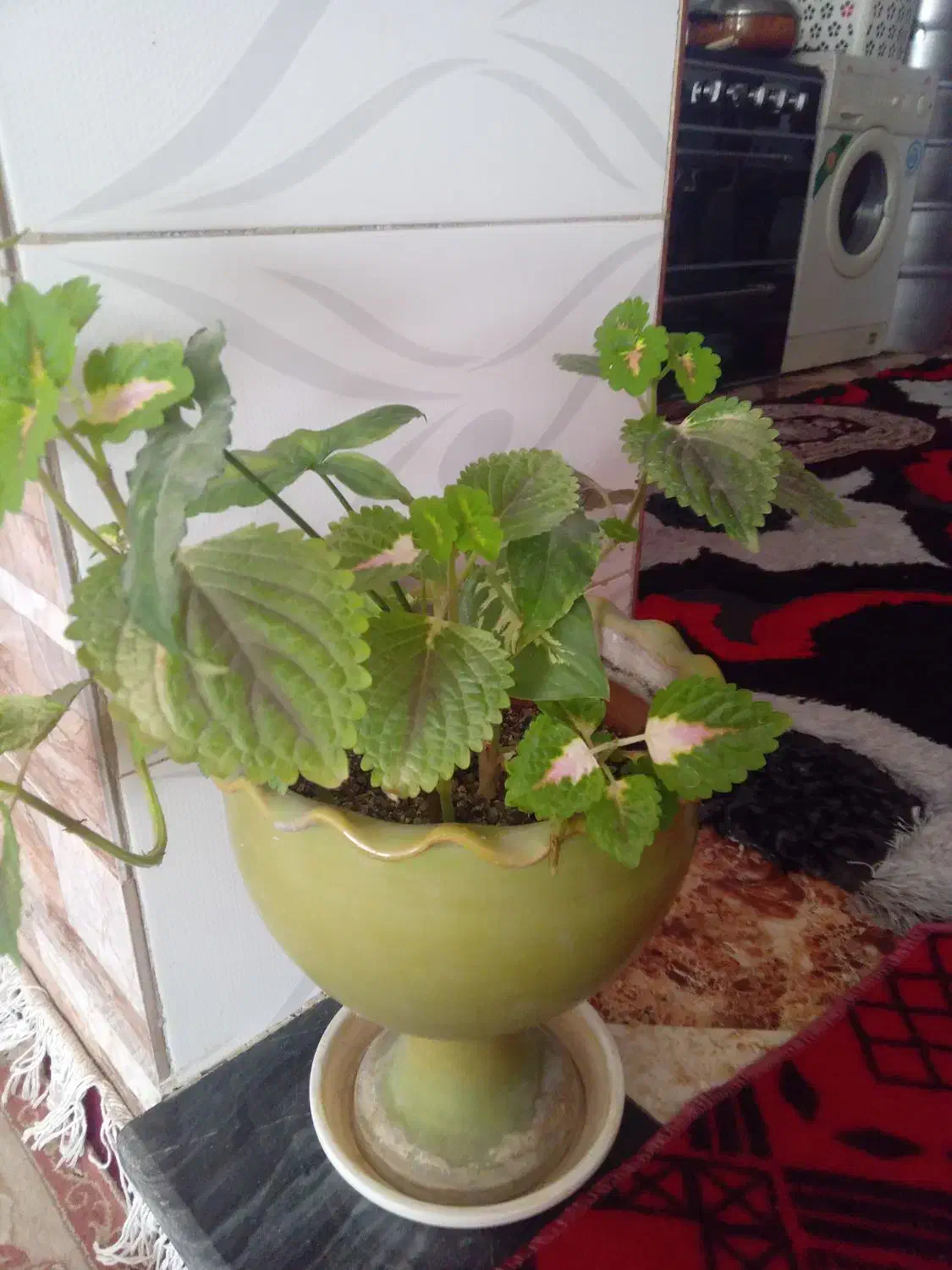 گل حسن یوسف|گل و گیاه طبیعی|کوهدشت, |دیوار