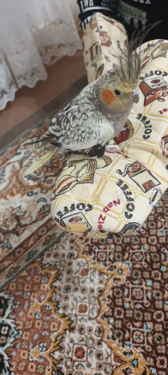 یک عدد عروس هلندی مرواریدی نر|پرنده|اردبیل, |دیوار