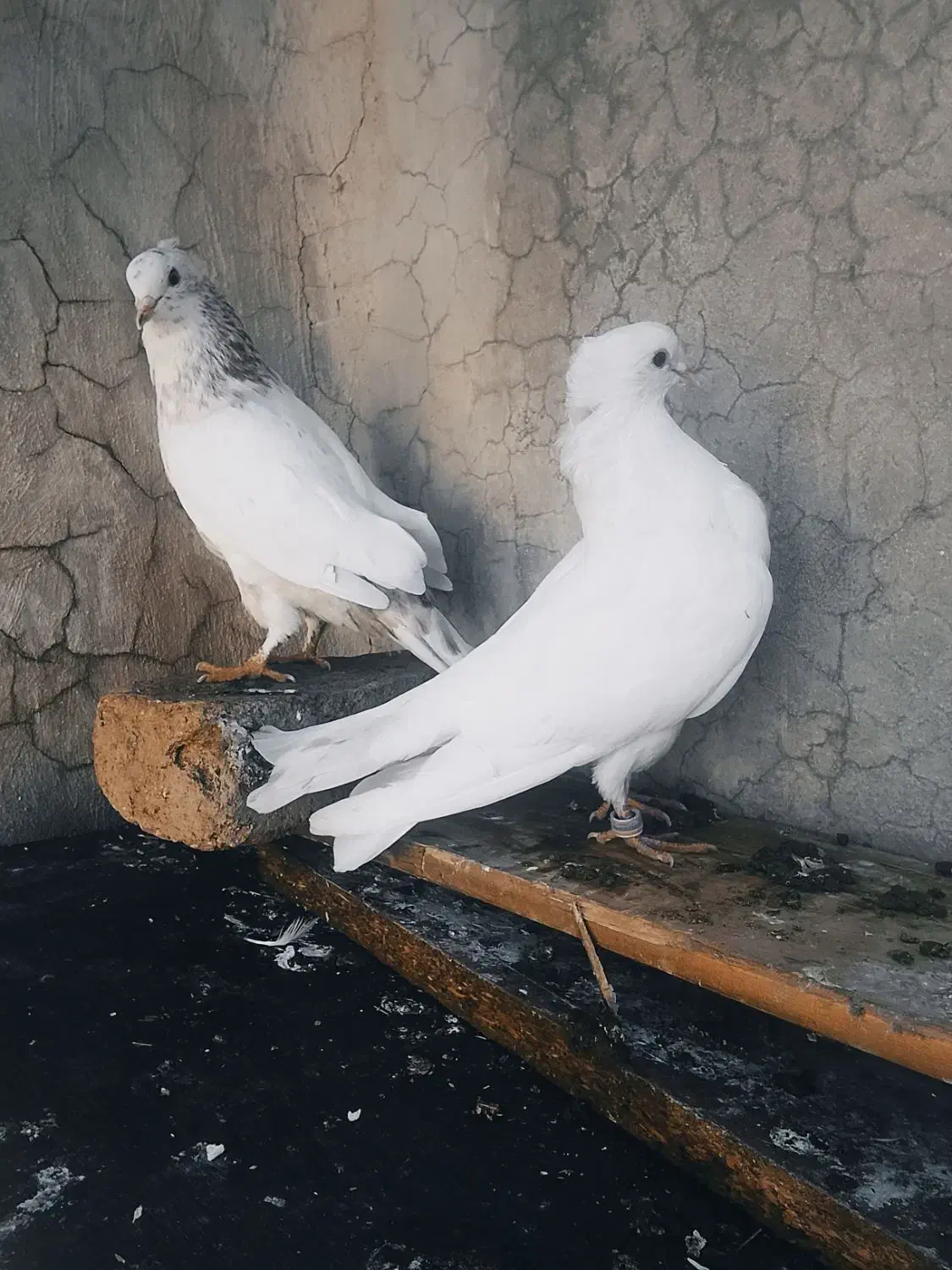 بهترین کبوتر های پرشی اصیل دور زدن بالا ۴ ساعت|پرنده|آبدانان, |دیوار