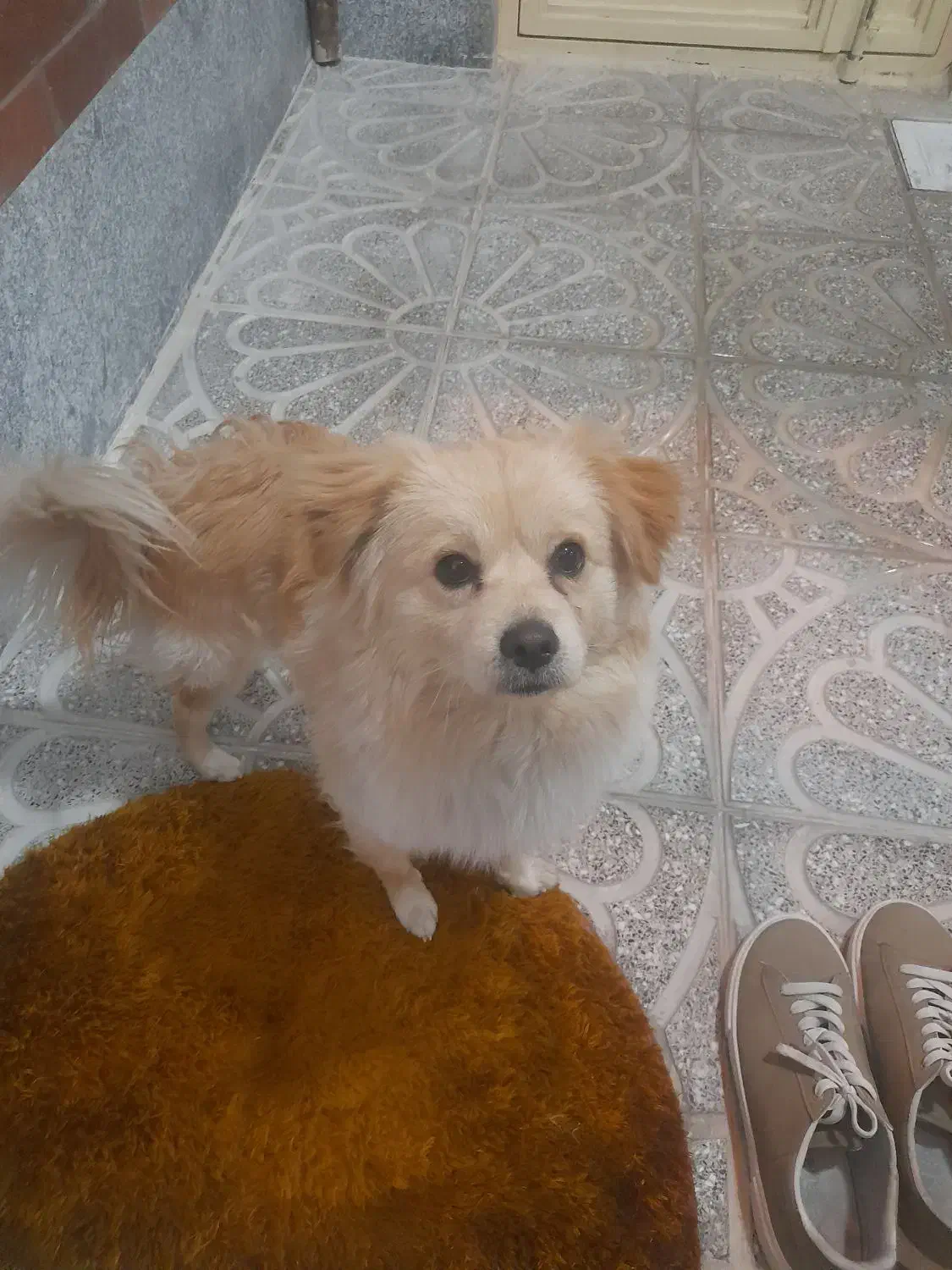 سگ پامرین روباهی|سگ|باسمنج, |دیوار