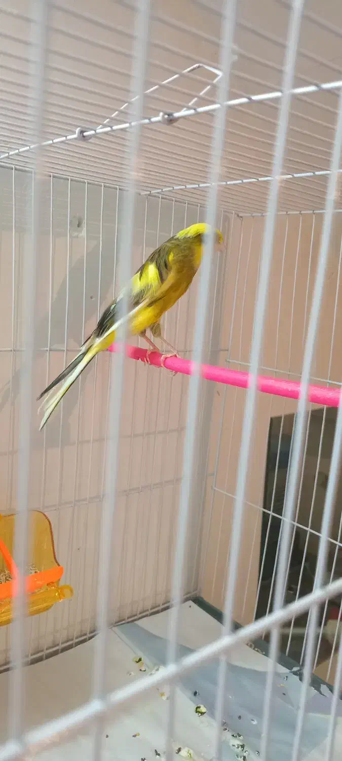 قناری ماده ابلغ کشیده بلند|پرنده|مشهد, ولیعصر (شهرک غرب)|دیوار