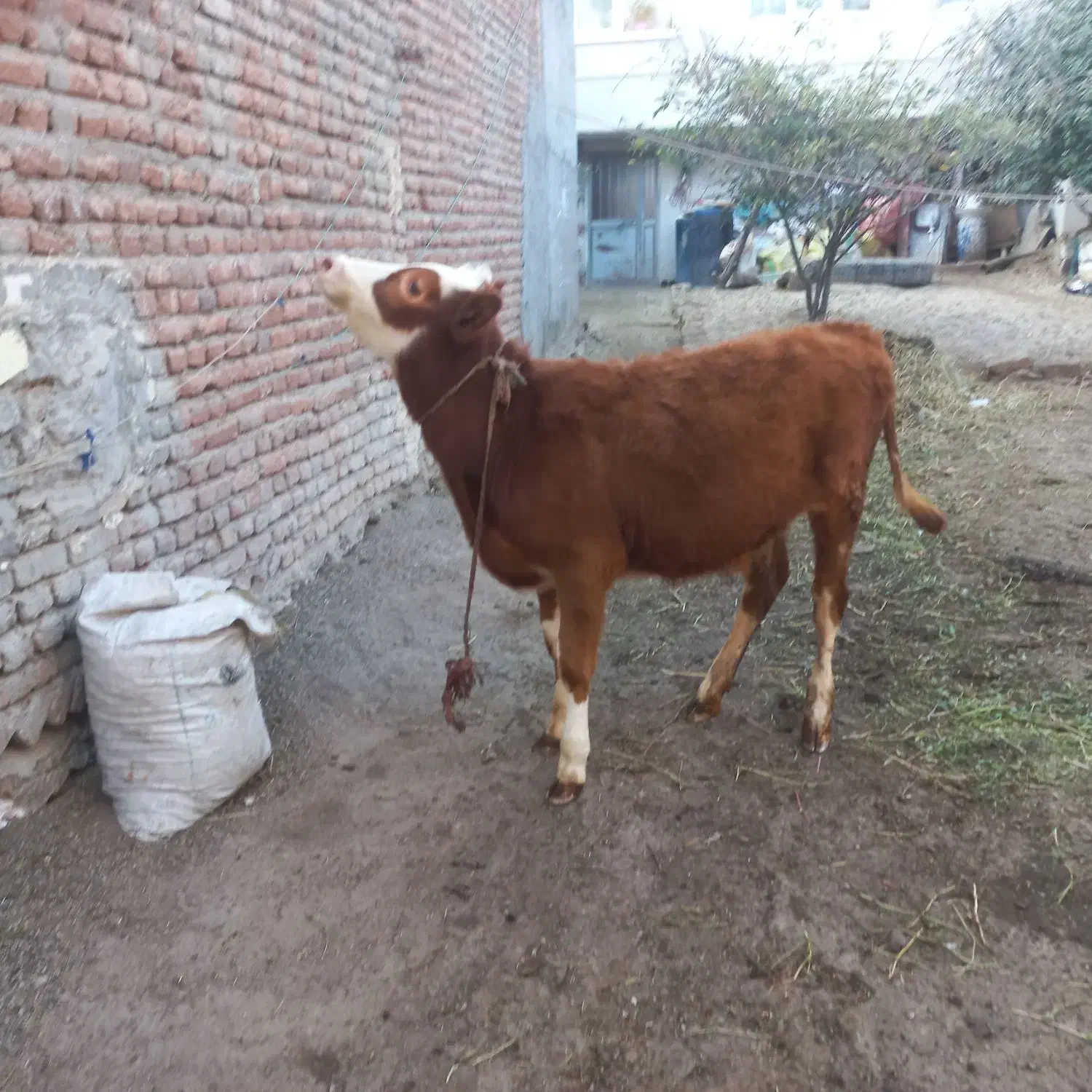 باسلام دوتا گوساله جوفتی ۹۰میلیون|حیوانات مزرعه|اردبیل, |دیوار