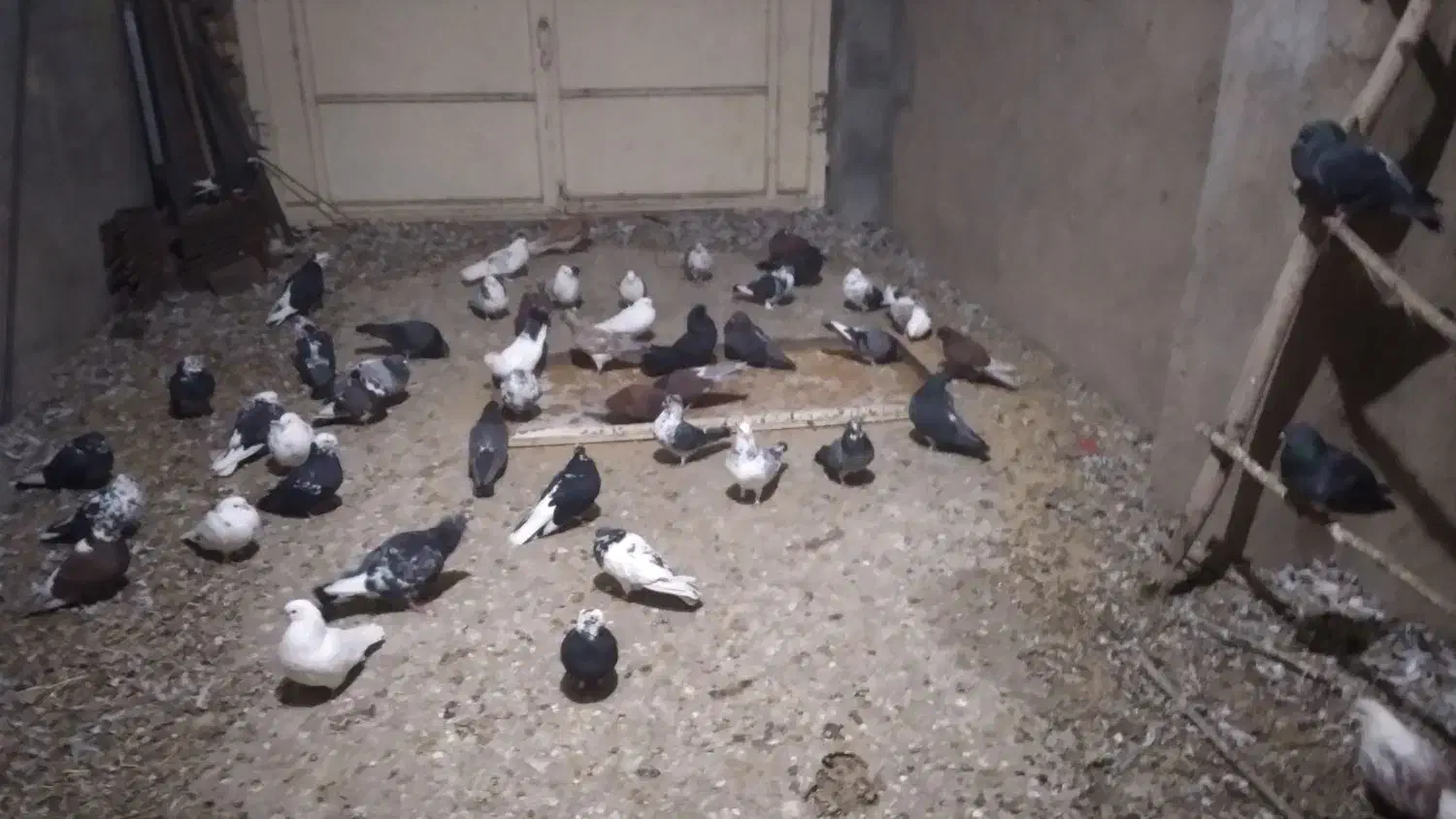 کبوتر|پرنده|بسطام, |دیوار