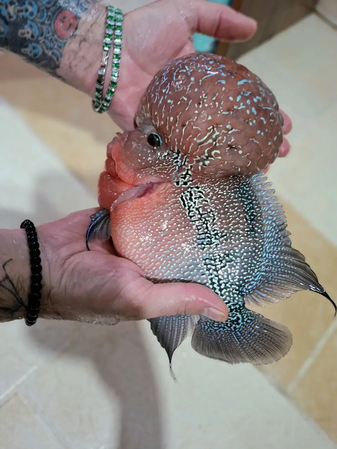 فلاورن هورن شرت بادی غول|ماهی|شیراز, گویم|دیوار