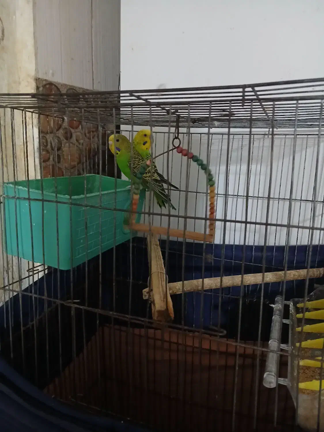 مرق عشق|پرنده|شوشتر, |دیوار