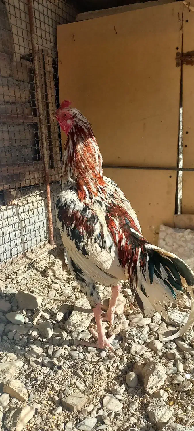 لاری|حیوانات مزرعه|ماهدشت, |دیوار