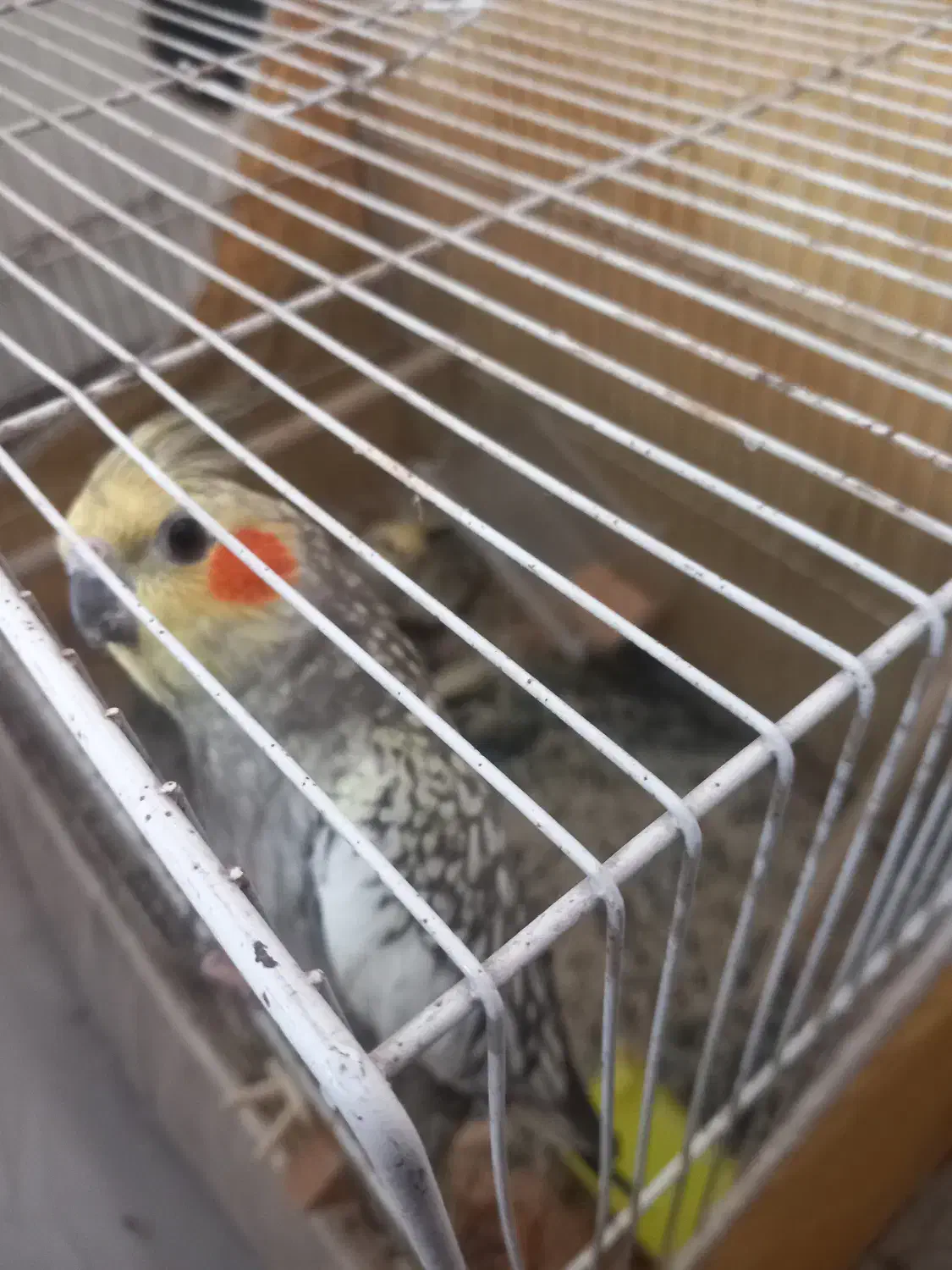 عروس هلندی|پرنده|مشهد, گلبرگ شمالی|دیوار