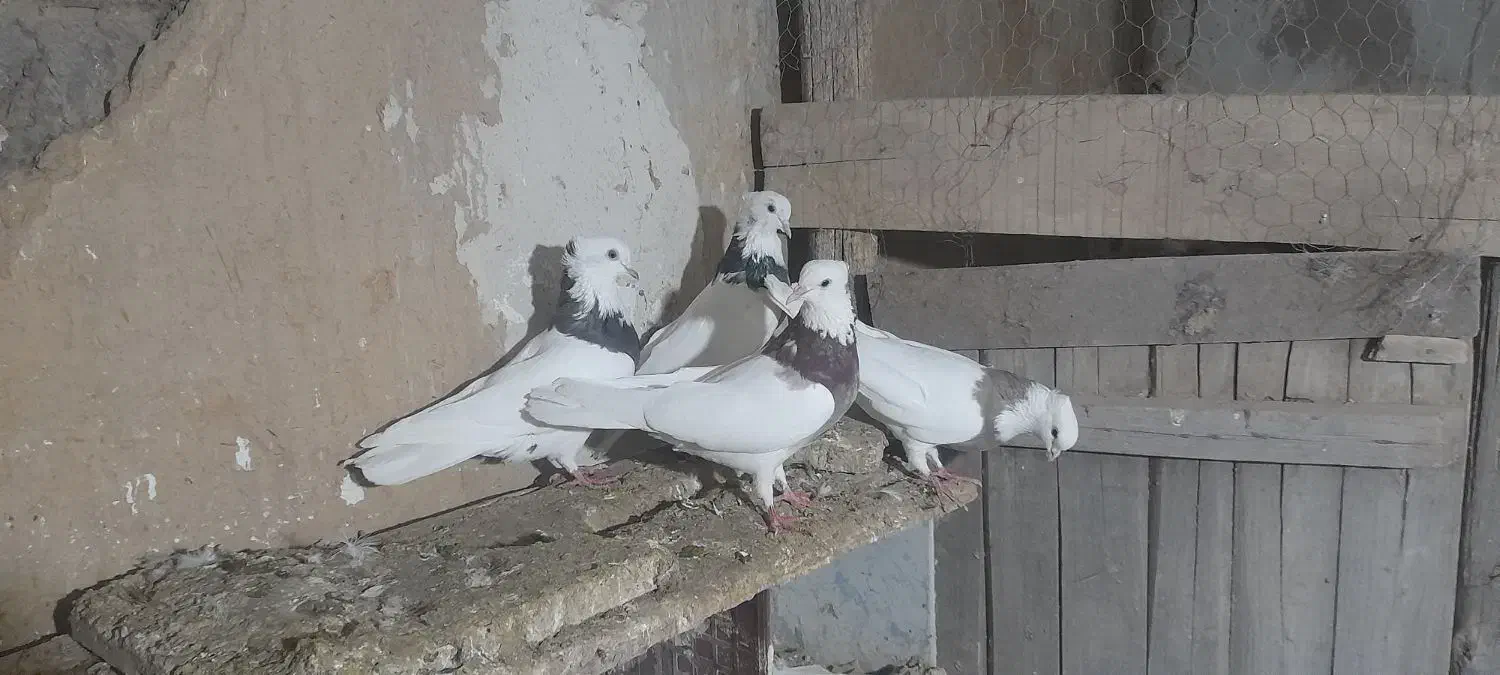 کبوتر طوقی|پرنده|کشاورز, |دیوار