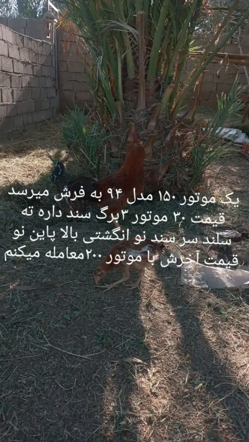 به عکس دقت کن|حراج|بم, |دیوار