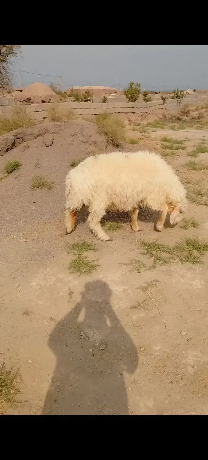 بره نر 65 کیلویی|حیوانات مزرعه|نگار, |دیوار