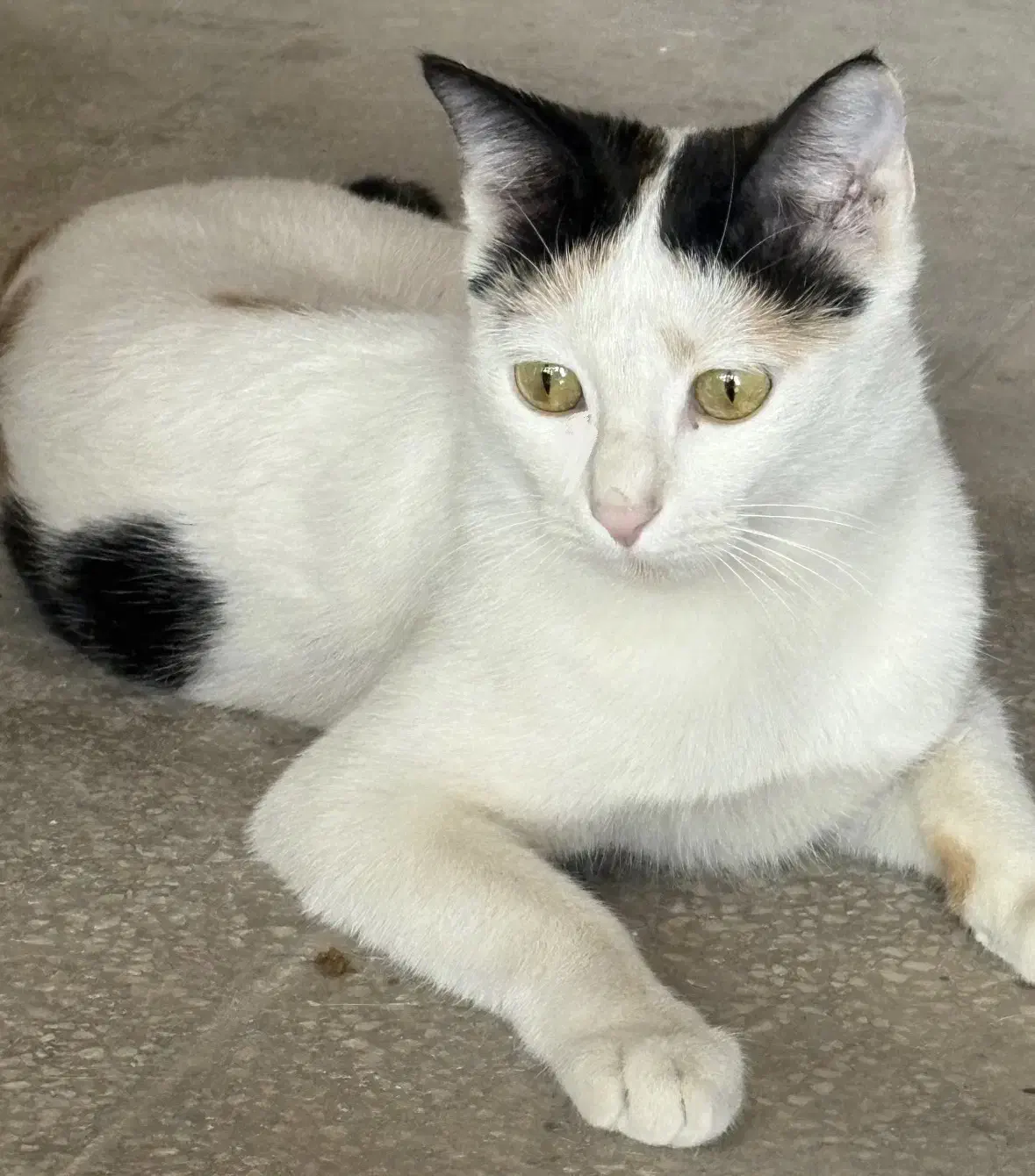 واگذاری رایگان گربه ماده dsh یک ساله|گربه|قم, هنرستان|دیوار