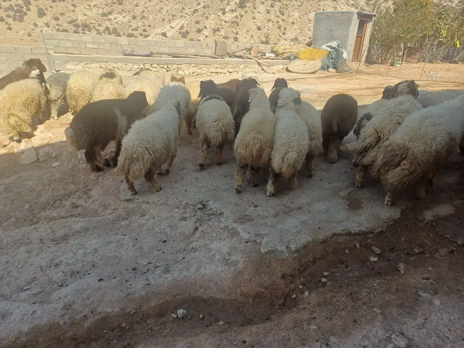 کاور پروآر|حیوانات مزرعه|ایلام, |دیوار