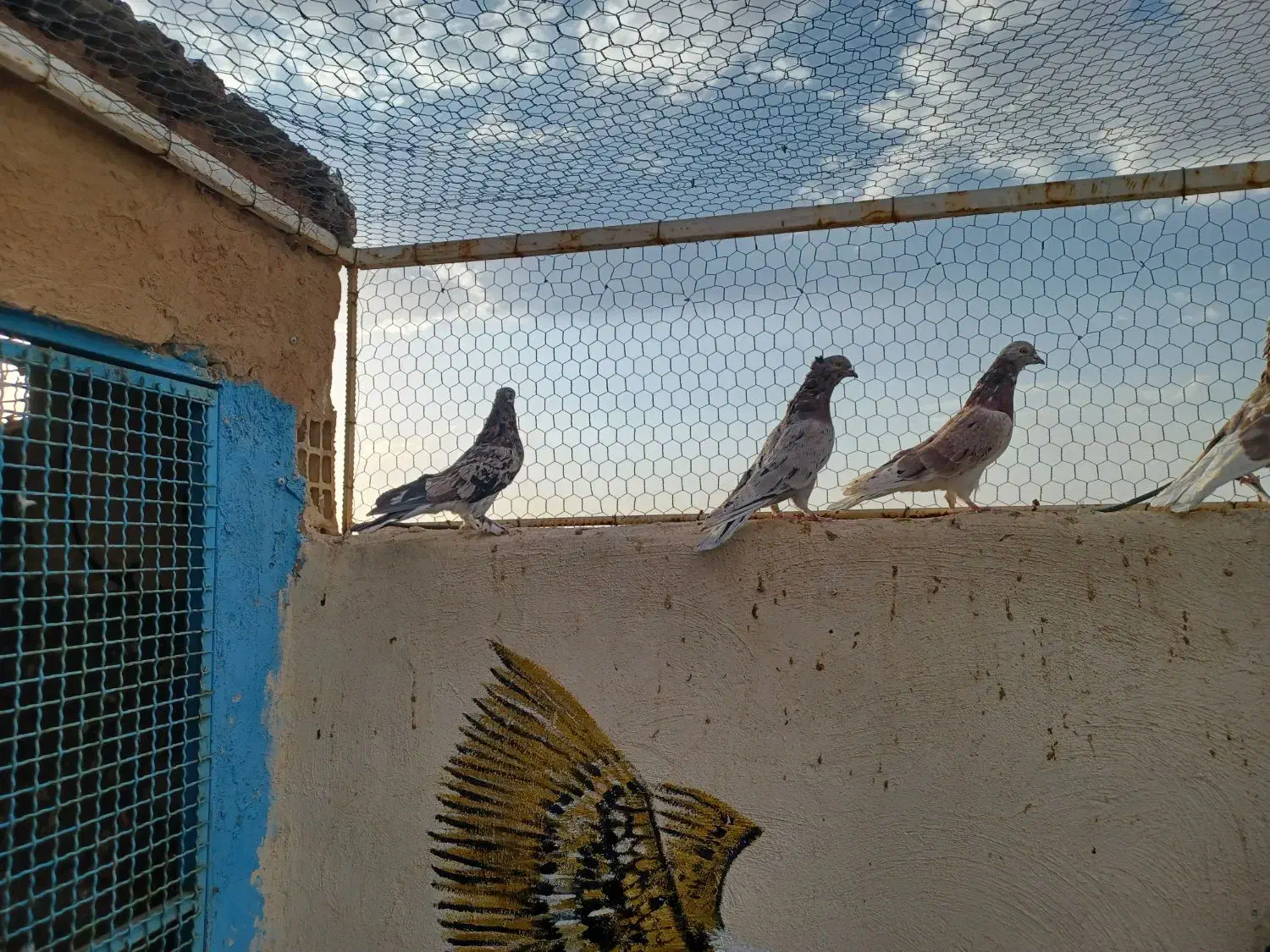 سرور ساعت سنگین|پرنده|مبارکه, |دیوار