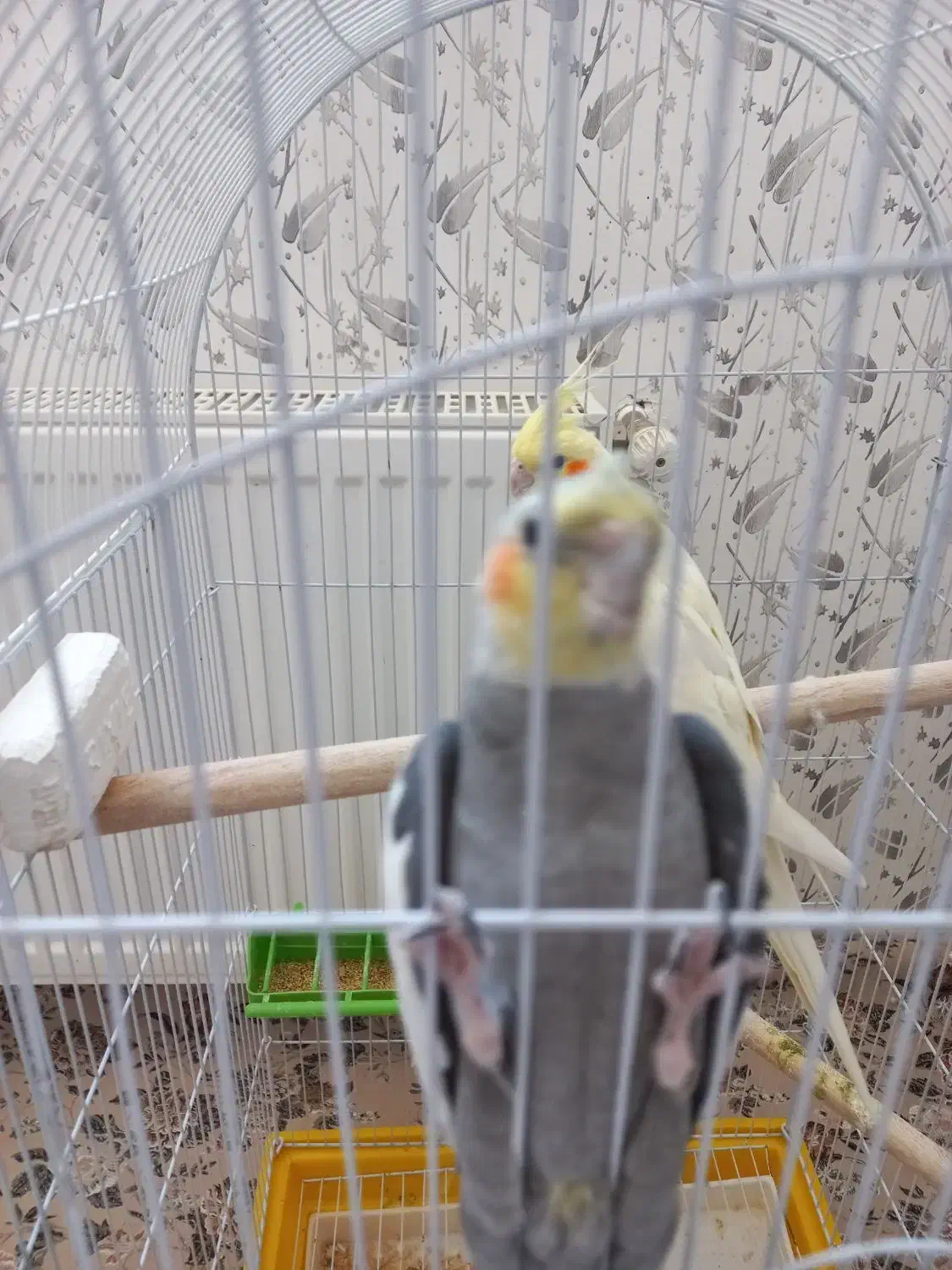 یه جفت عروس هلندی|پرنده|بروجن, |دیوار