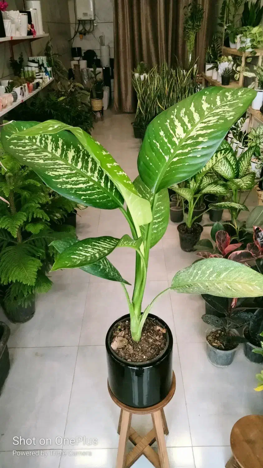 فروشگاه گل و گیاه آپارتمانی (طبیعی)|گل و گیاه طبیعی|تربتحیدریه, بی بی حسنیه|دیوار