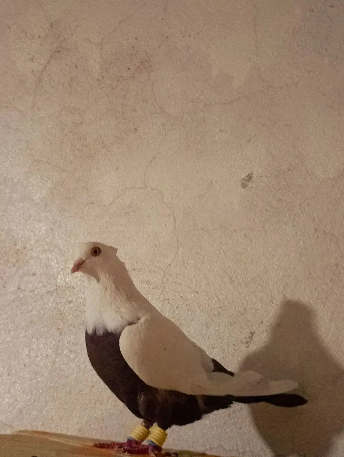 دمی دمبی قهوه ای|پرنده|شیراز, محمدیه|دیوار