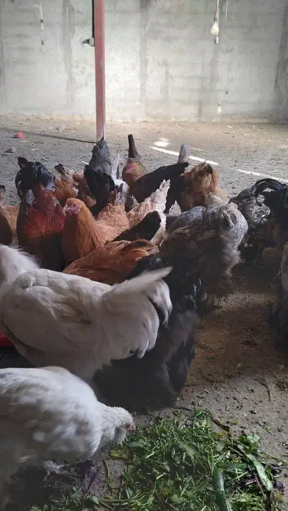 مرغ برهما|حیوانات مزرعه|دوگنبدان, |دیوار