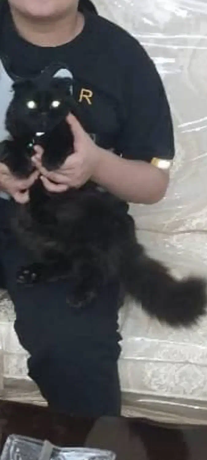 گربه|گربه|رودهن, |دیوار