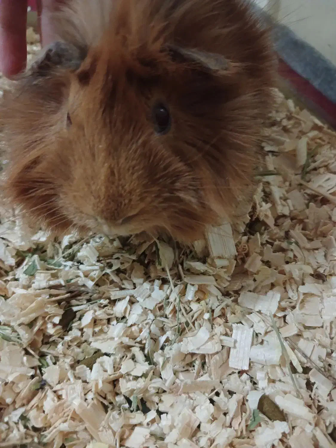 خوکچه هندی|موش و خرگوش|ری, سیزده آبان|دیوار