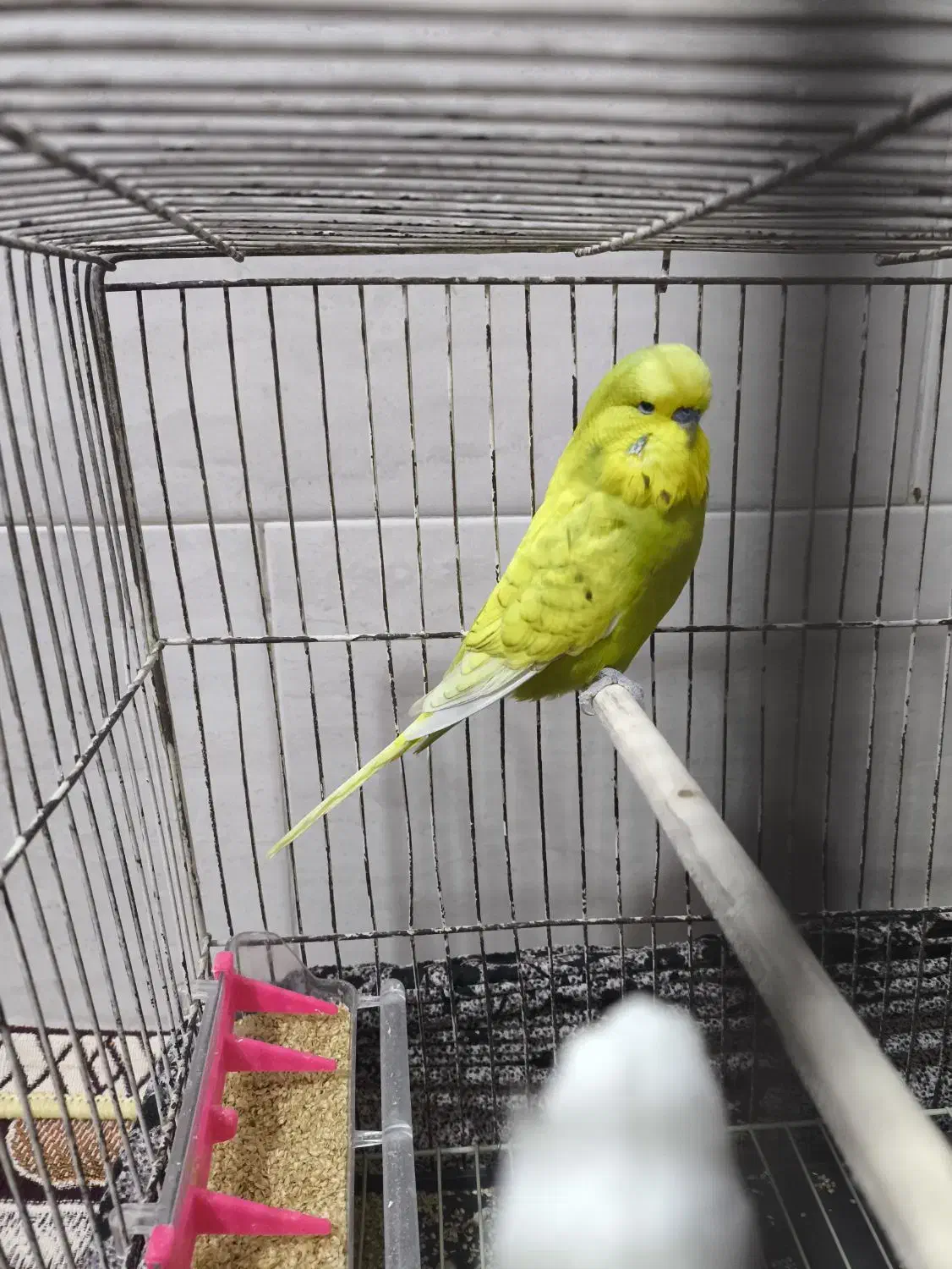 مرغ عشق انگلیسی|پرنده|بندر ماهشهر, |دیوار