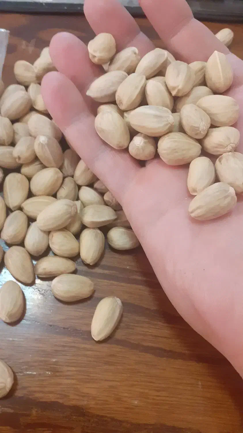 بسته دهن بست|خوردنی و آشامیدنی|مشهد, هنرور|دیوار