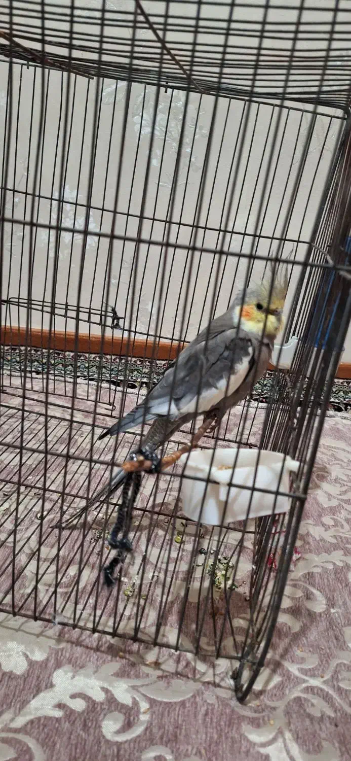 عروس هلندی|پرنده|اردبیل, |دیوار