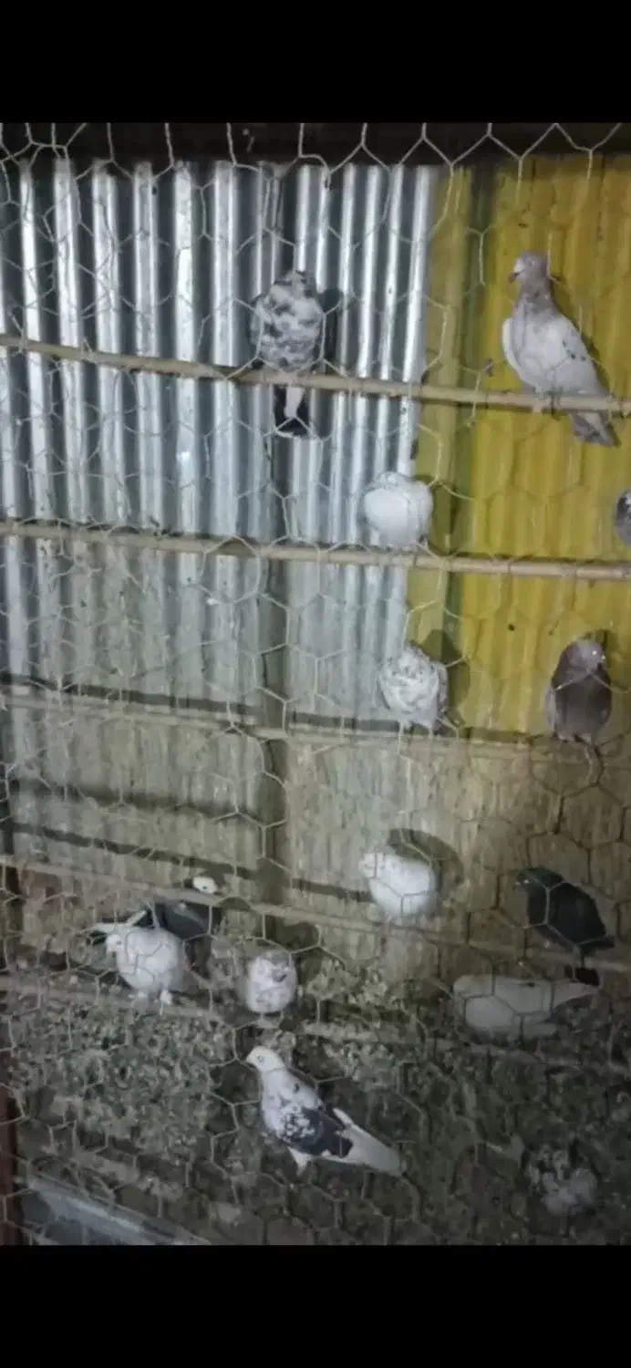 کبوتر گرو|پرنده|باقرشهر, |دیوار