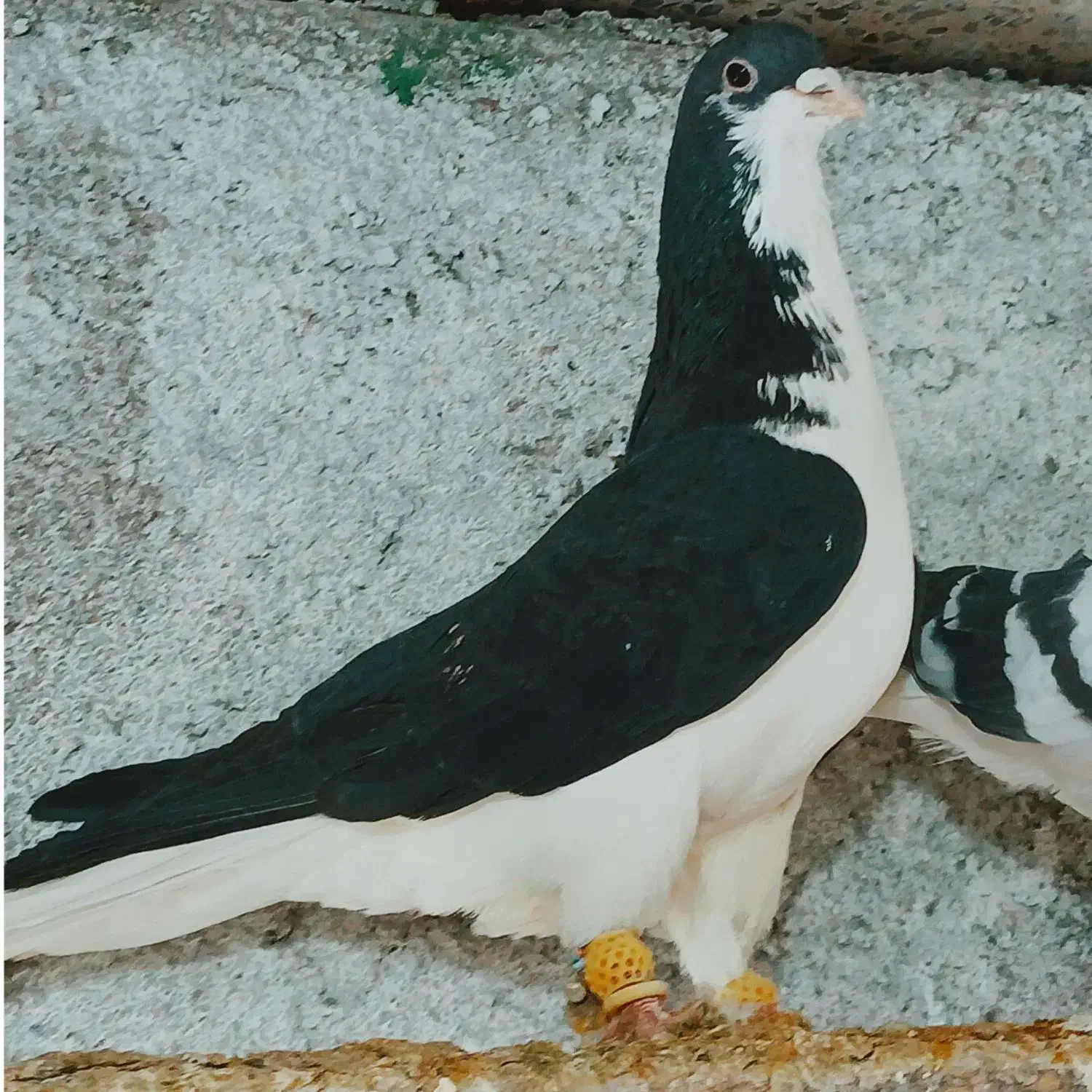 کبوتررنگی پرنده|پرنده|بوئین زهرا, |دیوار