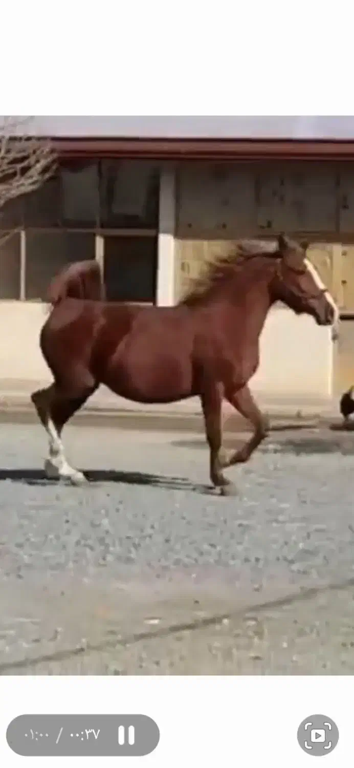 فروش ۳راس مادیان کرد|اسب و تجهیزات اسب‌سواری|سنقر, |دیوار