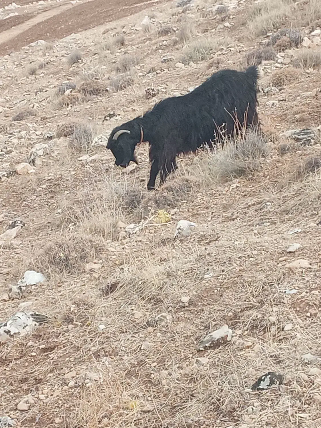 بزجوان|حیوانات مزرعه|طرهان, |دیوار