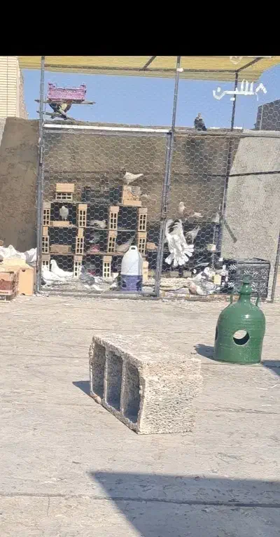 قفس بزرگ ۲×۲|پرنده|اصفهان, خانه اصفهان|دیوار