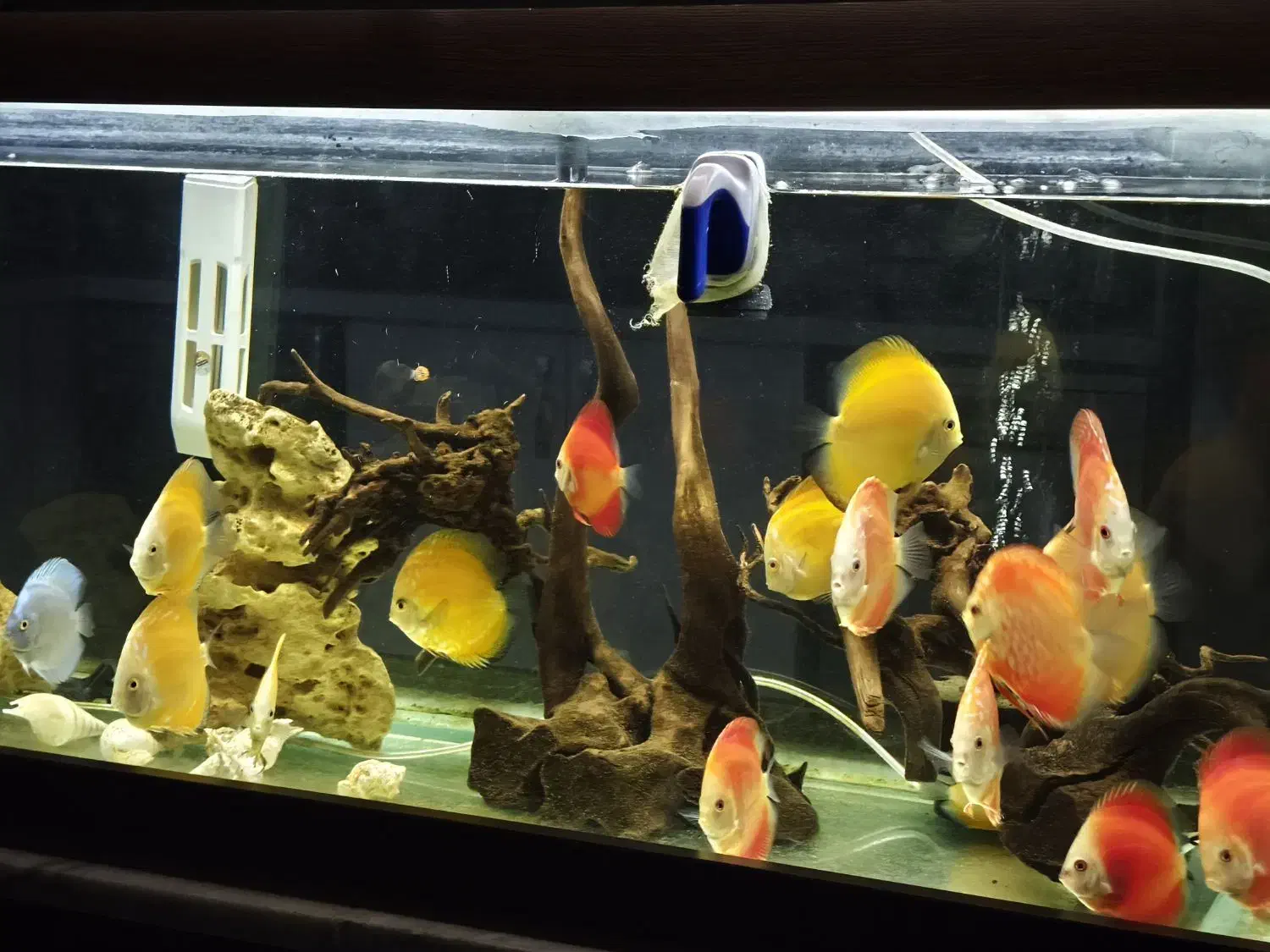 آکواریوم حرفه ای|ماهی|خرمآباد, |دیوار