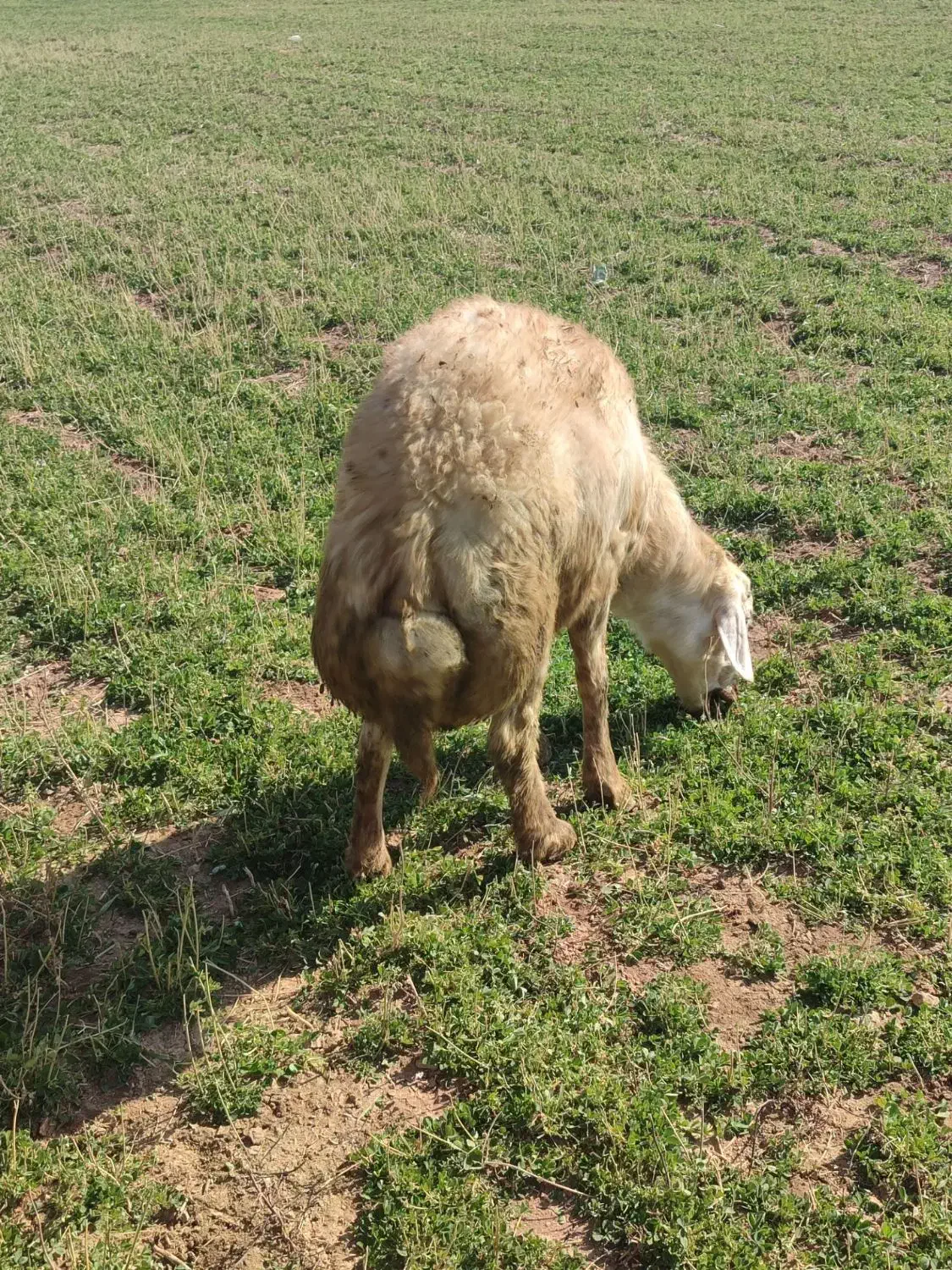 قوچ وبره قوچ پلنگی|حیوانات مزرعه|باغ حلی, |دیوار