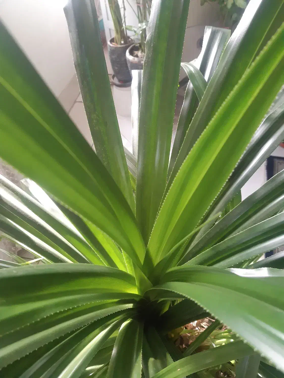 فروش گلدان آپارتمانی|گل و گیاه طبیعی|گرمدره, |دیوار