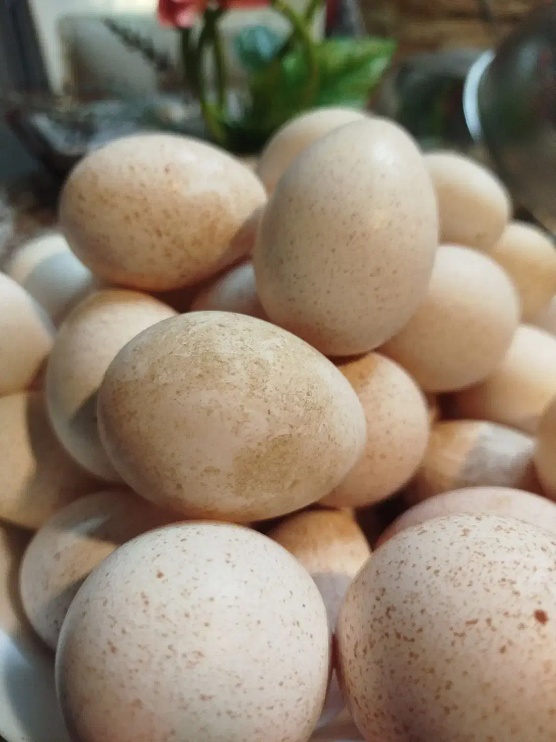 تخم بوقلمون نطفه دار|حیوانات مزرعه|قزوین, |دیوار