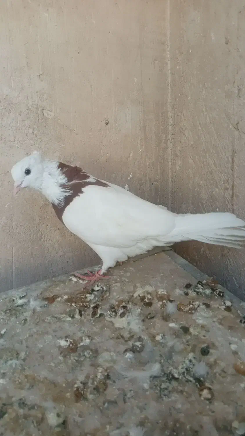 کبوتر طوقی کاغذی تهرانی دمگیر|پرنده|برخوار, |دیوار