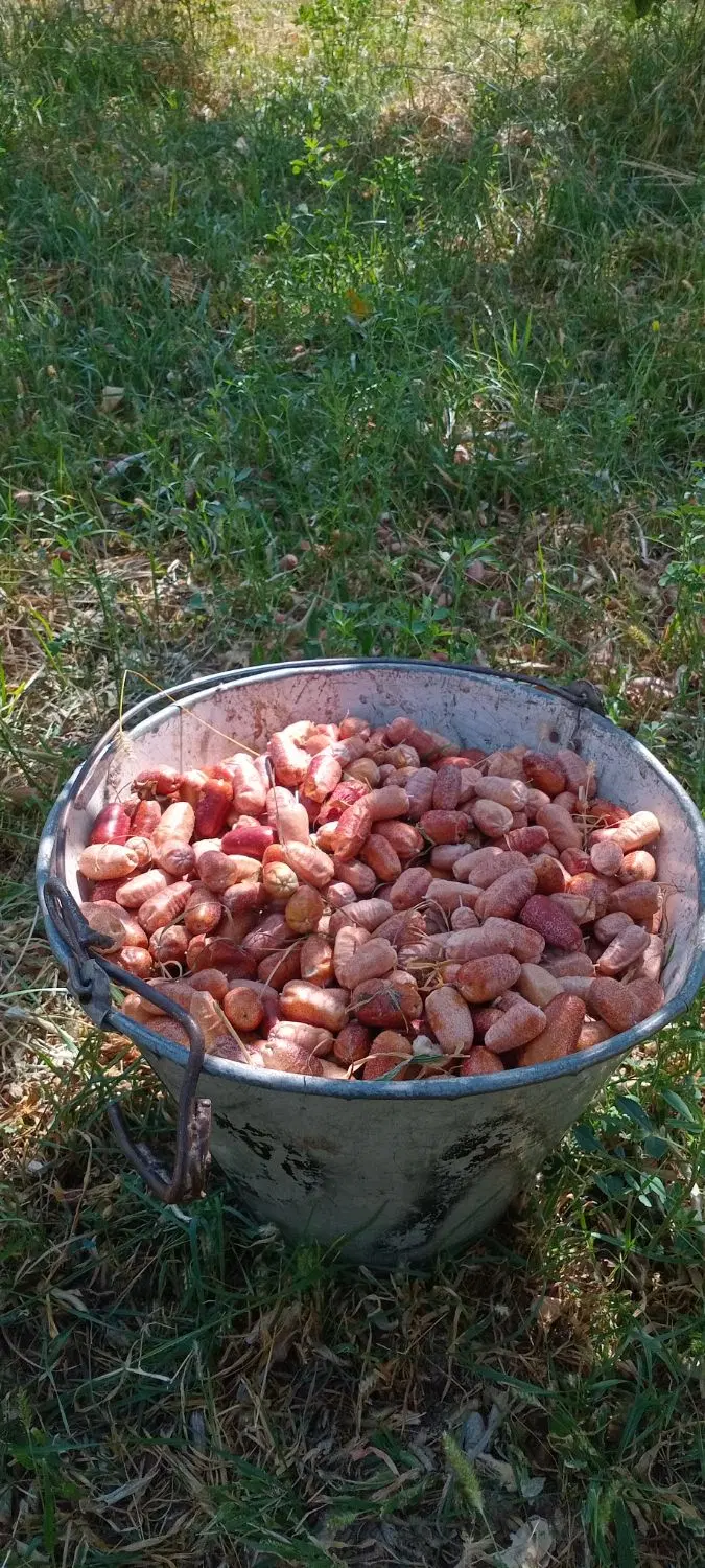 سنجد|خوردنی و آشامیدنی|زنجانرود, |دیوار