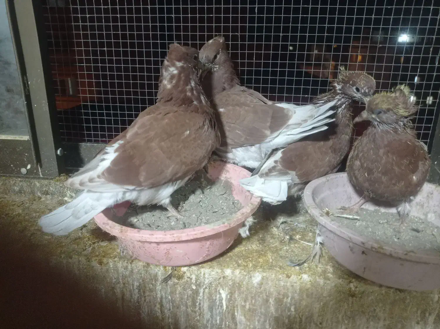 فروش تعدادی قرمز کلادار|پرنده|قائمشهر, |دیوار