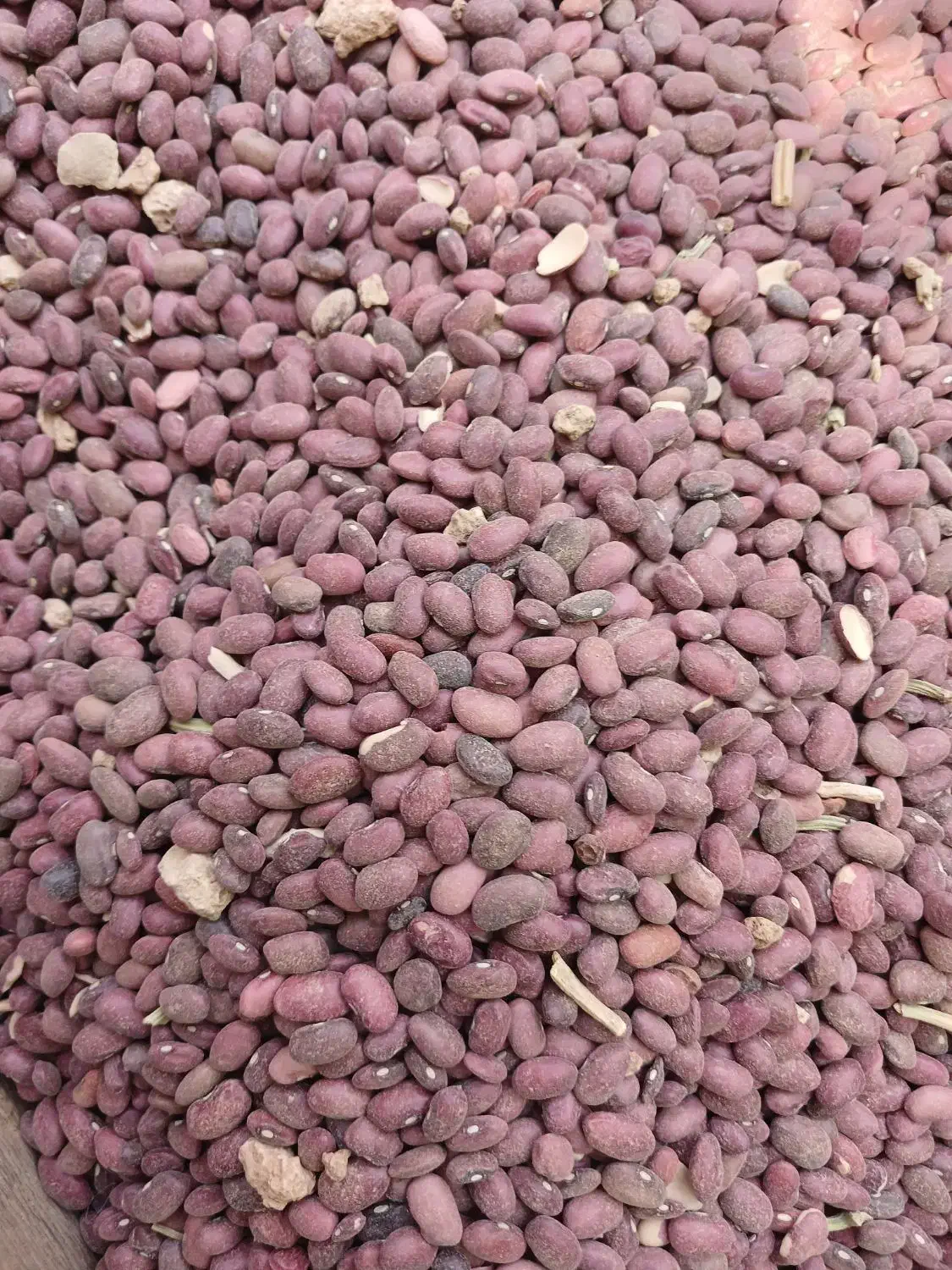 لوبیا قرمز درجه یک|خوردنی و آشامیدنی|ارژن, |دیوار